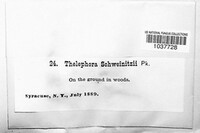 Thelephora schweinitzii image